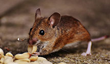 24 Hour & Emergency Exterminators in Horse Springs, NM